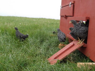 dchicks exploring