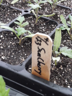 tomato2
