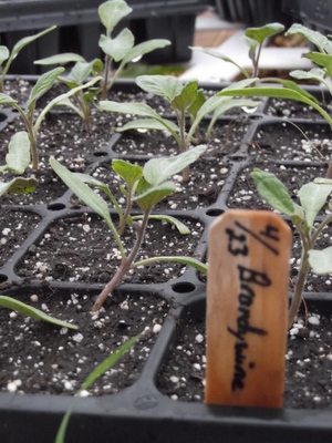 tomato1 tomato1