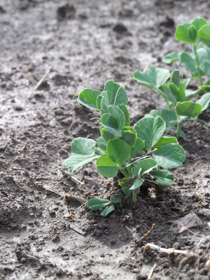 spring peas