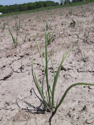 scallions