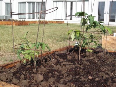 tomato