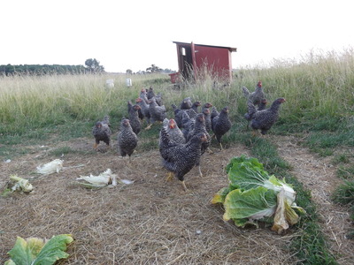 chickens