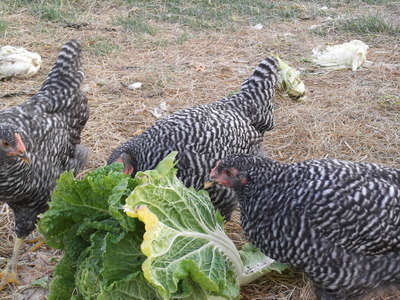 chickens