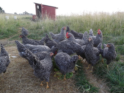 chickens