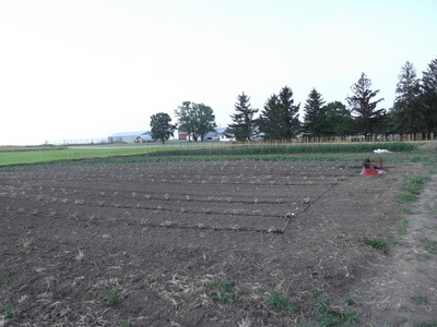 winter squash