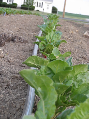 chard