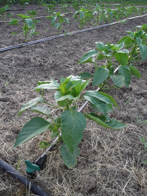 pepper
