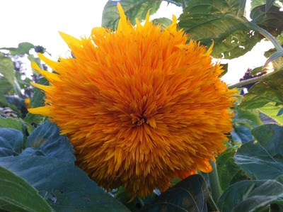 sunflowers sunflowers