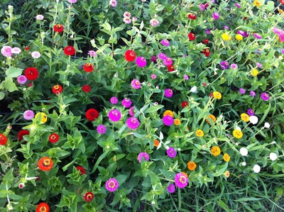 zinnias zinnias