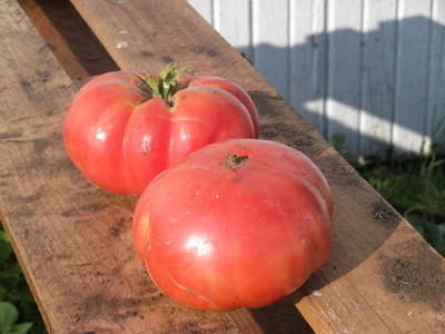 tomato