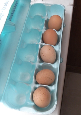 egggs