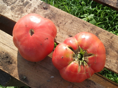 tomatoes