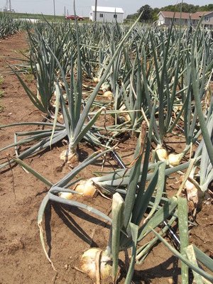 onion yellow storage