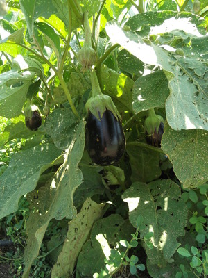 eggplant eggies