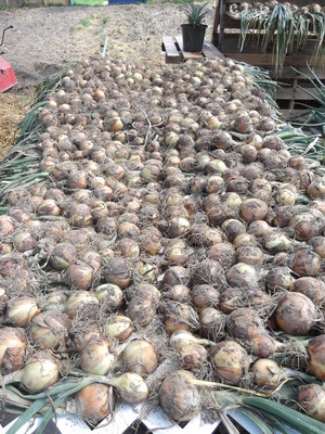 onion drying onion