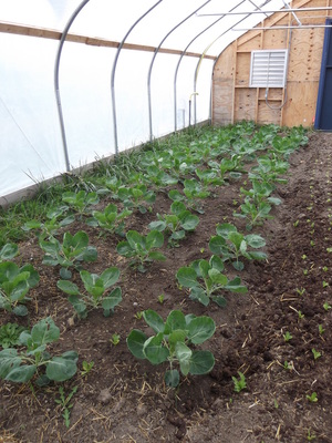 brussels sprouts in greenhouse brussels sprouts in greenhouse