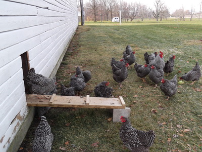 Chickens Outdoors Chickens Outdoors