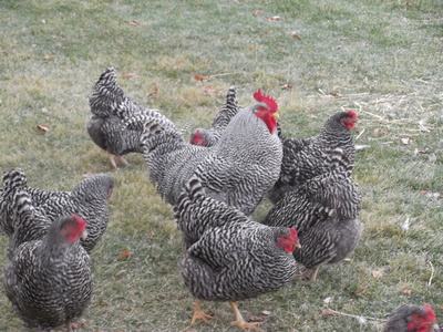 happy birds happy birds