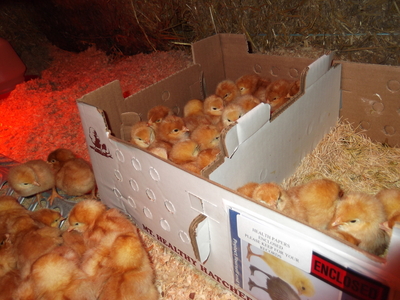baby chicks