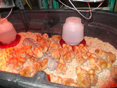 baby chicks