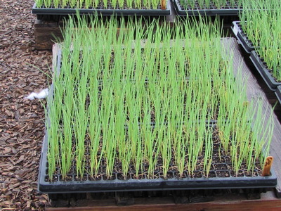 scallions scallions