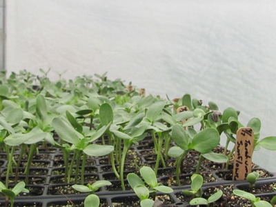 sunflower seedlings sunflower seedlings