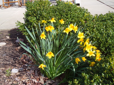 daffodils daffodils