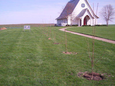 cherry trees cherry trees frame the chapel