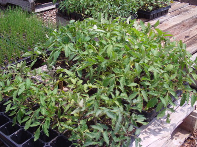 tomatoes tomatoes