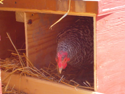 hen in nest box hen using new nest box
