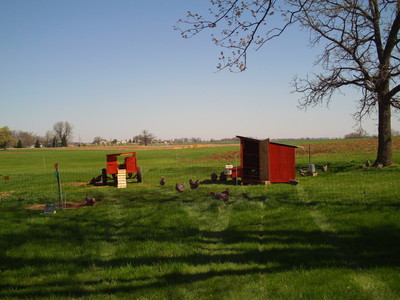 chickens on pasture, first day of new year seasonal pasture set up