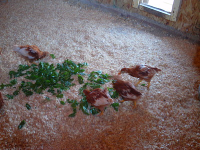 baby chicks baby chicks eating spinach
