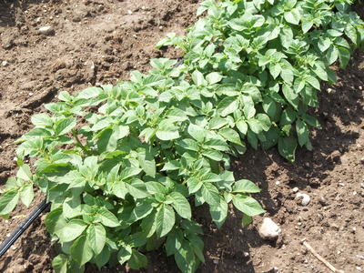 potatoes