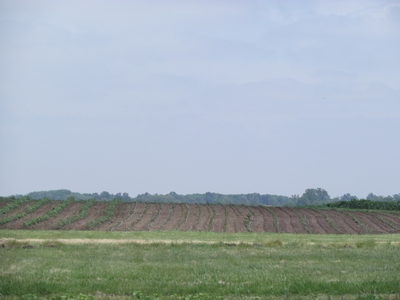 chicken run field