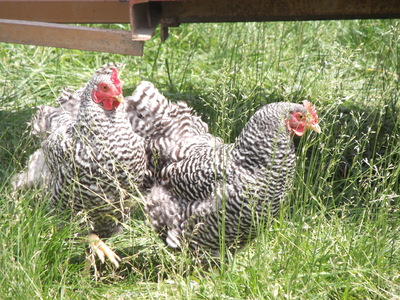 hens