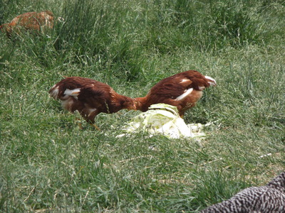 golden comet chickens