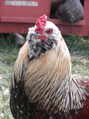 rooster