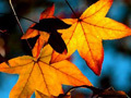 Autumn