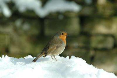 Winter