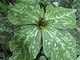 Greenlife Gardening