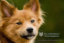 Professional Pet + Equine Photography