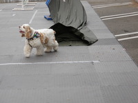 Dog Obedience Classes