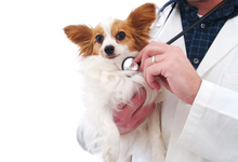 Veterinary Services (Cascade Veterinary Center)