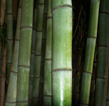 Bamboo Sales and Maintenance