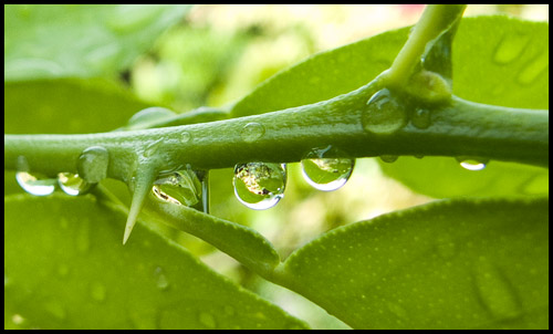 Green Drops