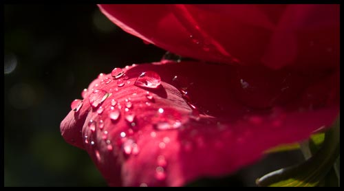 Red Drops