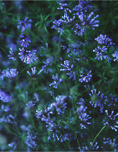 Woodruff, Blue