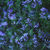 Annuals: Asperula orientalis