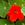 Annuals: Tropaeolum majus 'Empress of India'